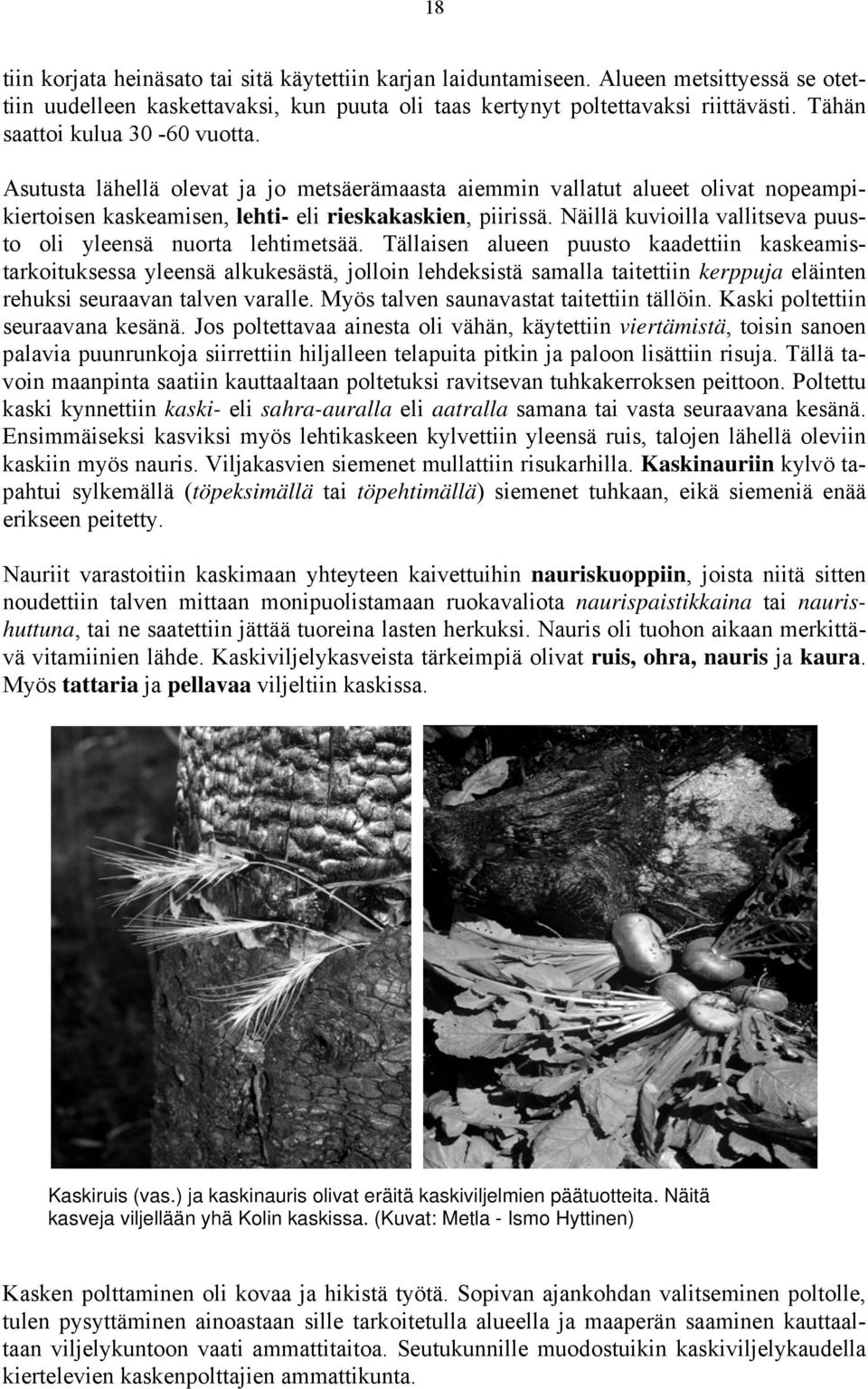 Näillä kuvioilla vallitseva puusto oli yleensä nuorta lehtimetsää.