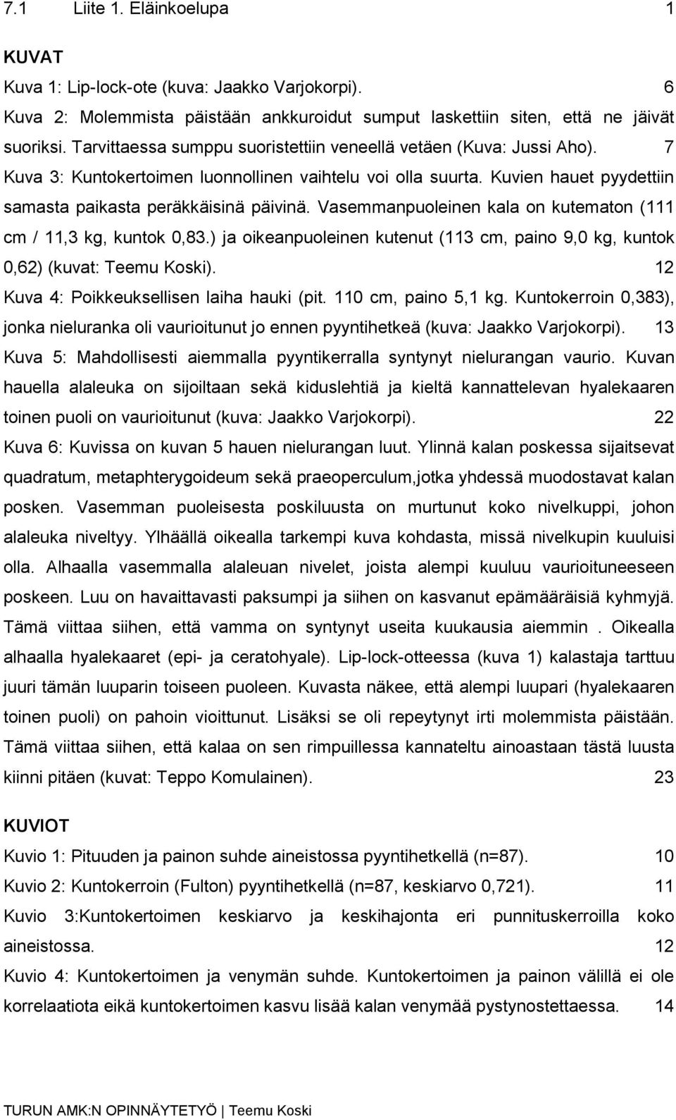 Vasemmanpuoleinen kala on kutematon (111 cm / 11,3 kg, kuntok 0,83.) ja oikeanpuoleinen kutenut (113 cm, paino 9,0 kg, kuntok 0,62) (kuvat: Teemu Koski). 12 Kuva 4: Poikkeuksellisen laiha hauki (pit.