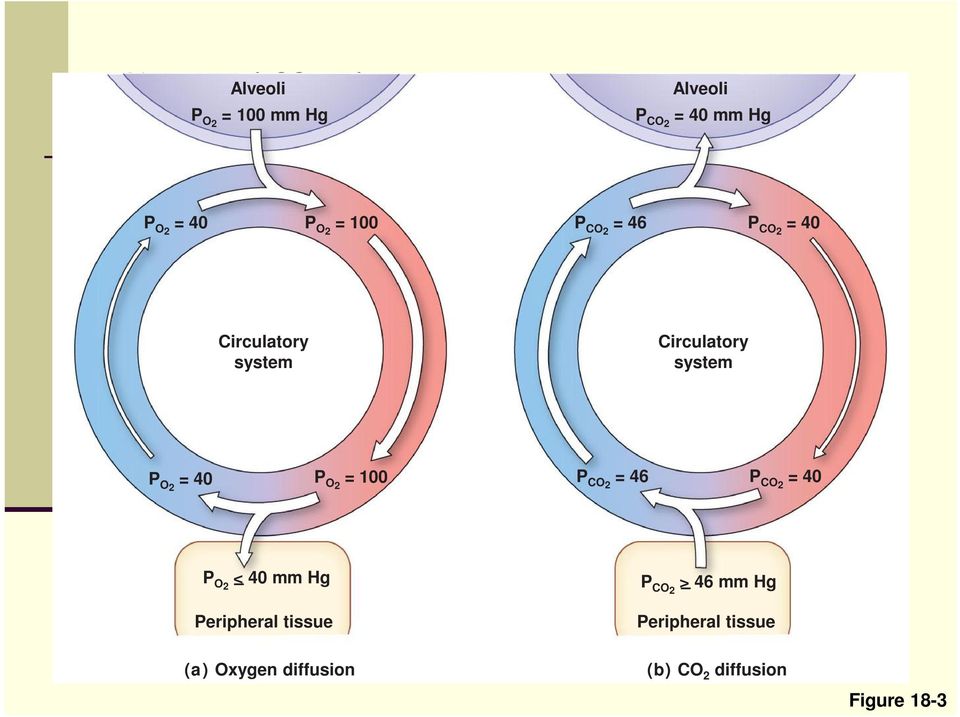 40 P O2 = 100 P CO2 = 46 P CO2 = 40 P O2 < 40 mm Hg P CO2 > 46 mm Hg