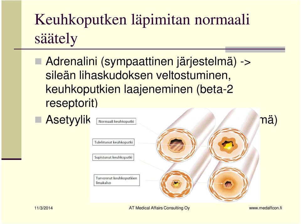 laajeneminen (beta-2 reseptorit) Asetyylikoliini (parasympaattinen