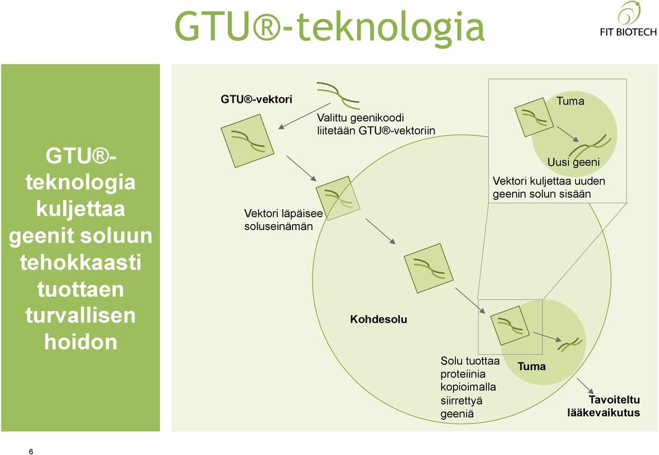 liitetään GTU -vektoriin Kohdesolu Solu tuottaa proteiinia kopioimalla siirrettyä