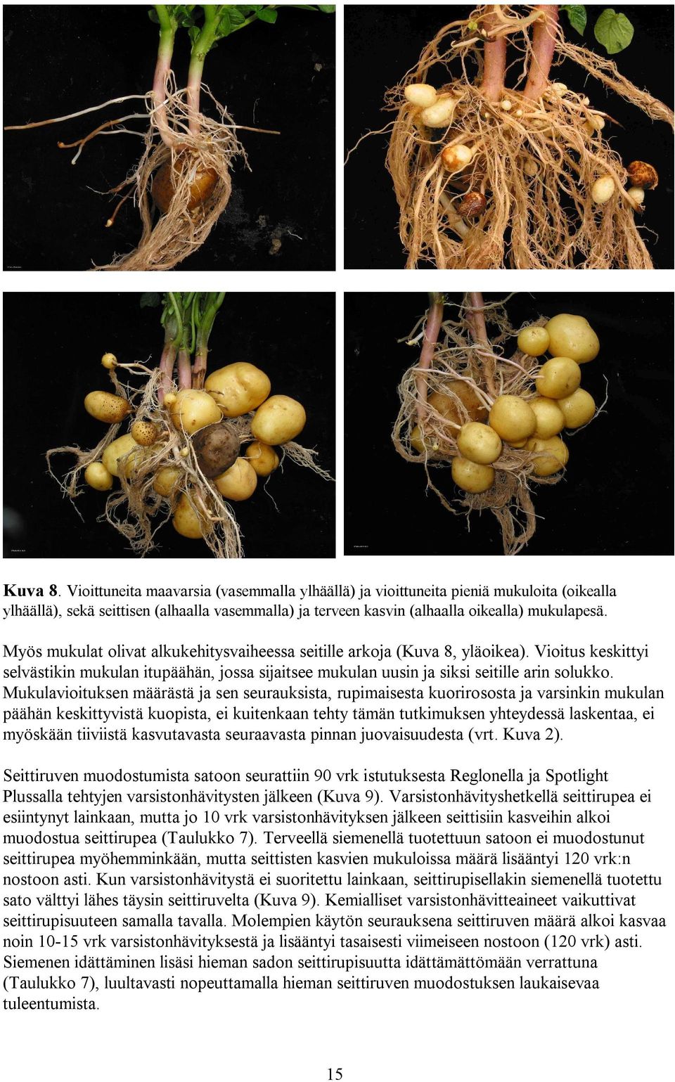 Mukulavioituksen määrästä ja sen seurauksista, rupimaisesta kuorirososta ja varsinkin mukulan päähän keskittyvistä kuopista, ei kuitenkaan tehty tämän tutkimuksen yhteydessä laskentaa, ei myöskään