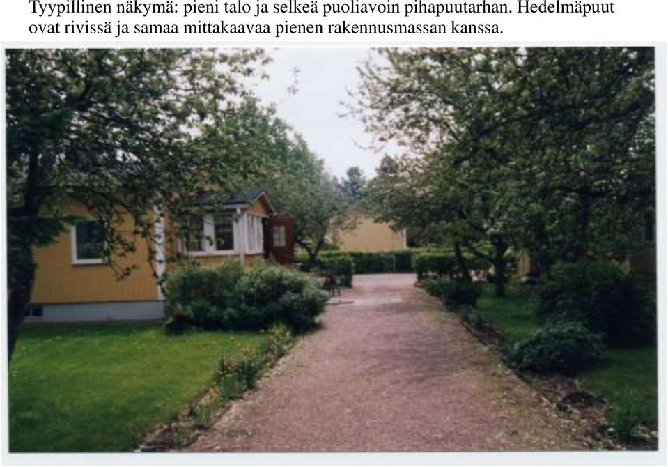 Hedelmäpuut ovat rivissä ja samaa