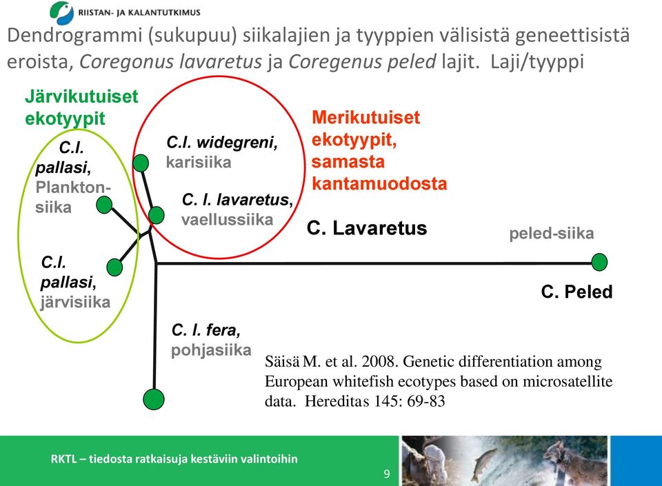 lavaretus, vaellussiika C. l. fera, pohjasiika Merikutuiset ekotyypit, samasta kantamuodosta C. Lavaretus peled-siika C.