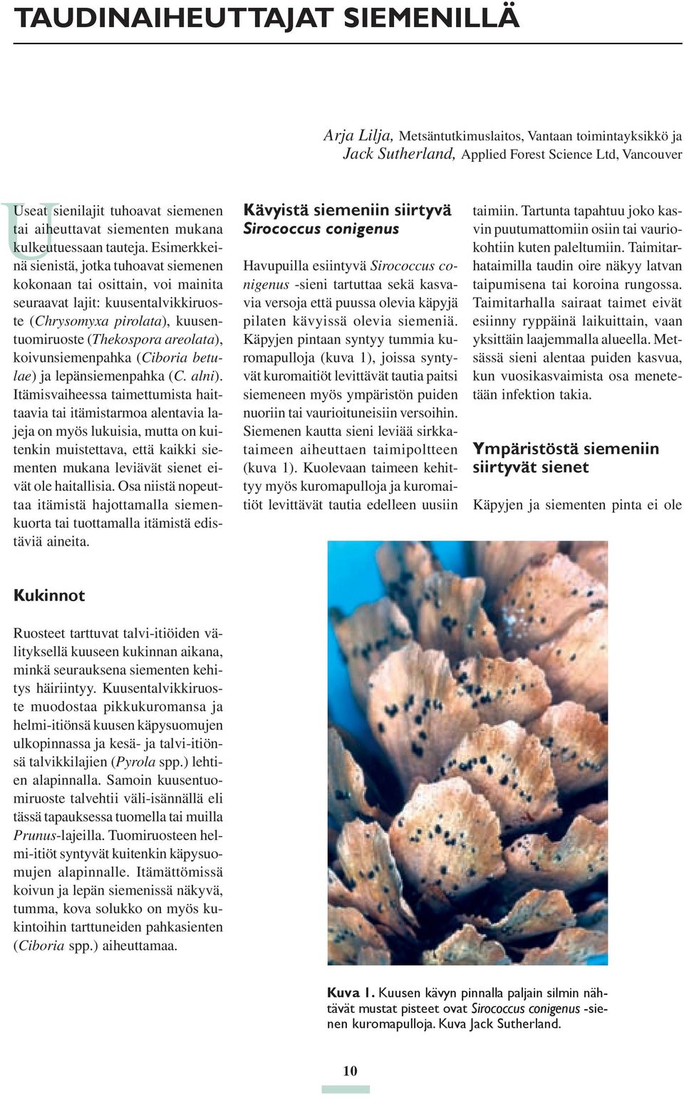 Esimerkkeinä sienistä, jotka tuhoavat siemenen kokonaan tai osittain, voi mainita seuraavat lajit: kuusentalvikkiruoste (Chrysomyxa pirolata), kuusentuomiruoste (Thekospora areolata),