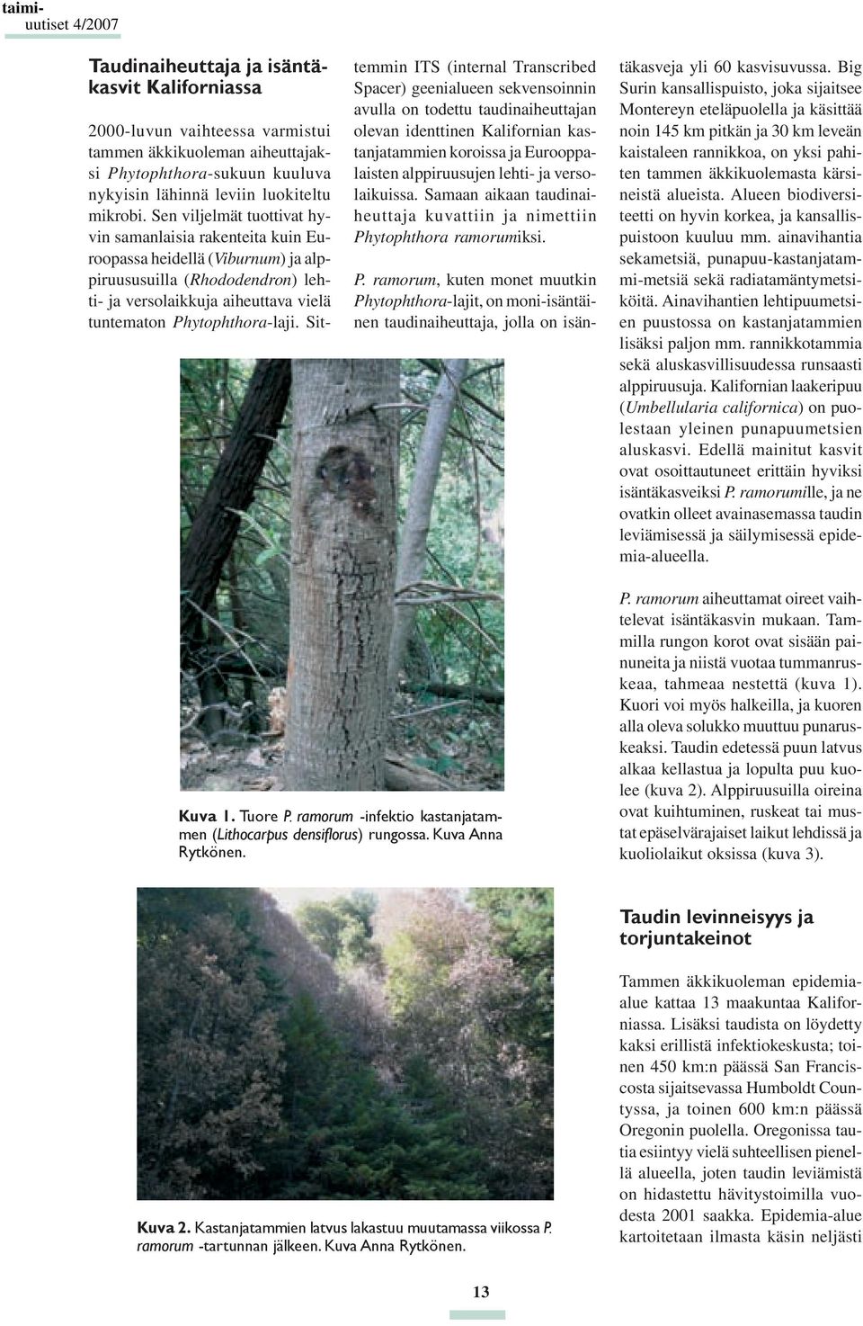 Sen viljelmät tuottivat hyvin samanlaisia rakenteita kuin Euroopassa heidellä (Viburnum) ja alppiruususuilla (Rhododendron) lehti- ja versolaikkuja aiheuttava vielä tuntematon Phytophthora-laji.