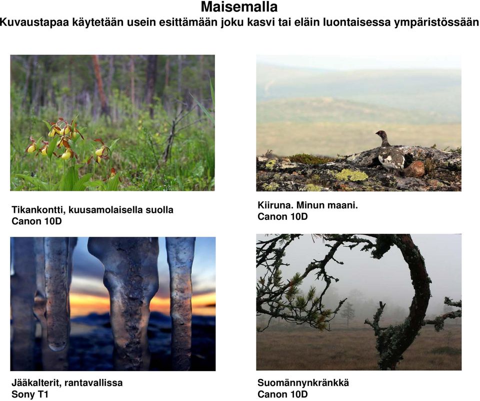 Tikankontti, kuusamolaisella suolla Kiiruna.
