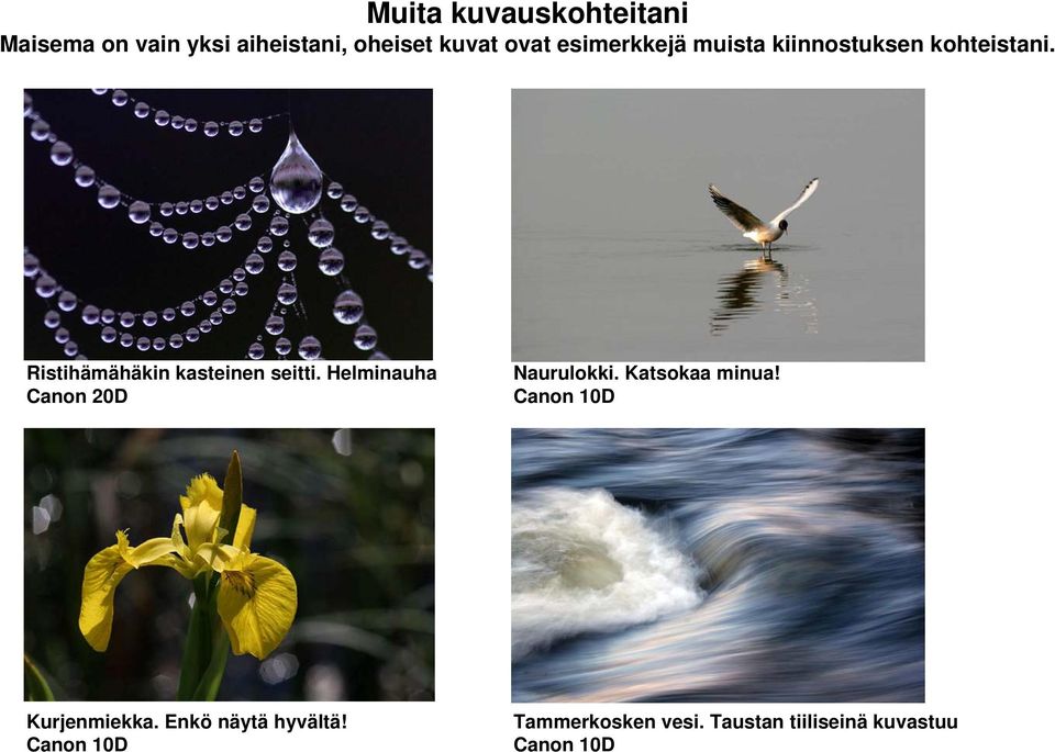 Ristihämähäkin kasteinen seitti. Helminauha Canon 20D Naurulokki.