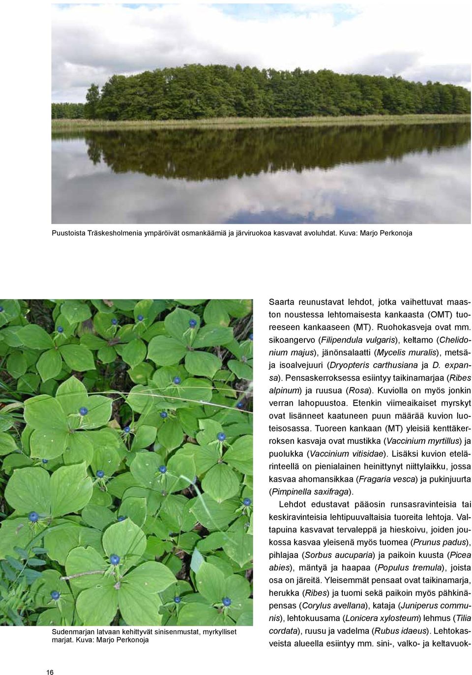 sikoangervo (Filipendula vulgaris), keltamo (Chelidonium majus), jänönsalaatti (Mycelis muralis), metsäja isoalvejuuri (Dryopteris carthusiana ja D. expansa).