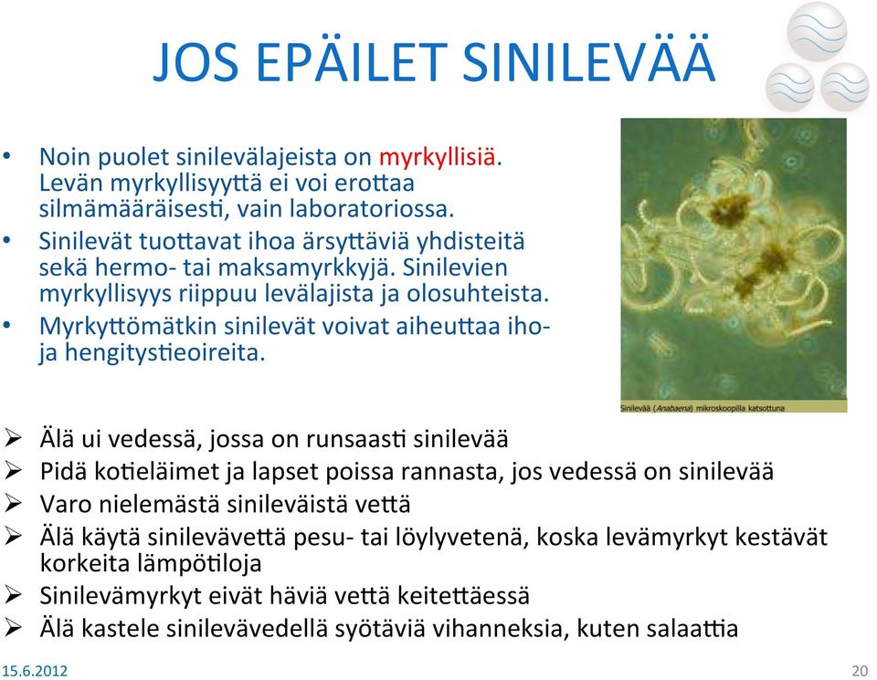 MyrkyLömätkin sinilevät voivat aiheulaa iho- ja hengityseeoireita.