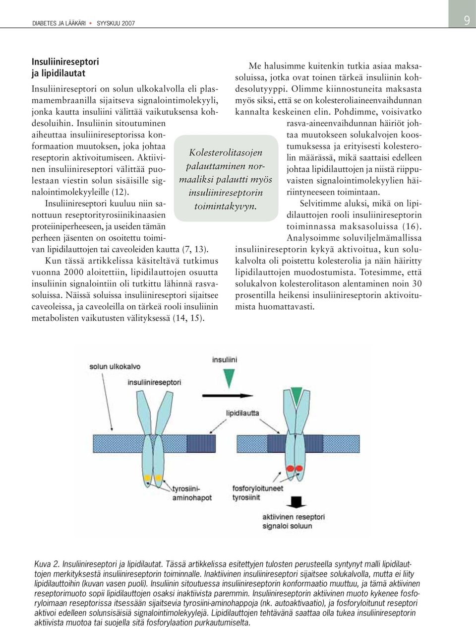 Aktiivinen insuliinireseptori välittää puolestaan viestin solun sisäisille signalointimolekyyleille (12).
