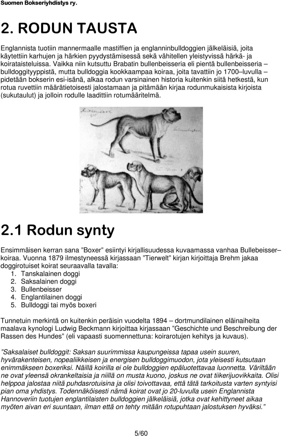 Vaikka niin kutsuttu Brabatin bullenbeisseria eli pientä bullenbeisseria bulldoggityyppistä, mutta bulldoggia kookkaampaa koiraa, joita tavattiin jo 1700 luvulla pidetään bokserin esi-isänä, alkaa