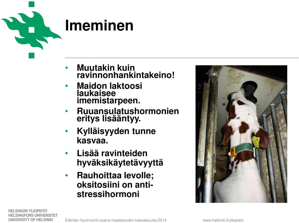 Ruuansulatushormonien eritys lisääntyy.