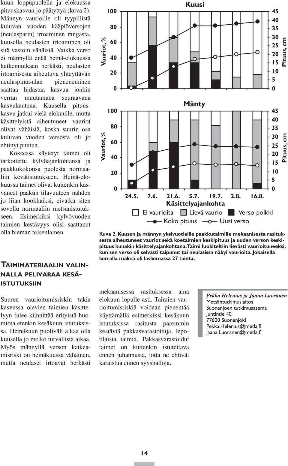 Vaikka verso ei männyllä enää heinä-elokuussa katkennutkaan herkästi, neulasten irtoamisesta aiheutuva yhteyttävän neulaspinta-alan pieneneminen saattaa hidastaa kasvua jonkin verran muutamana