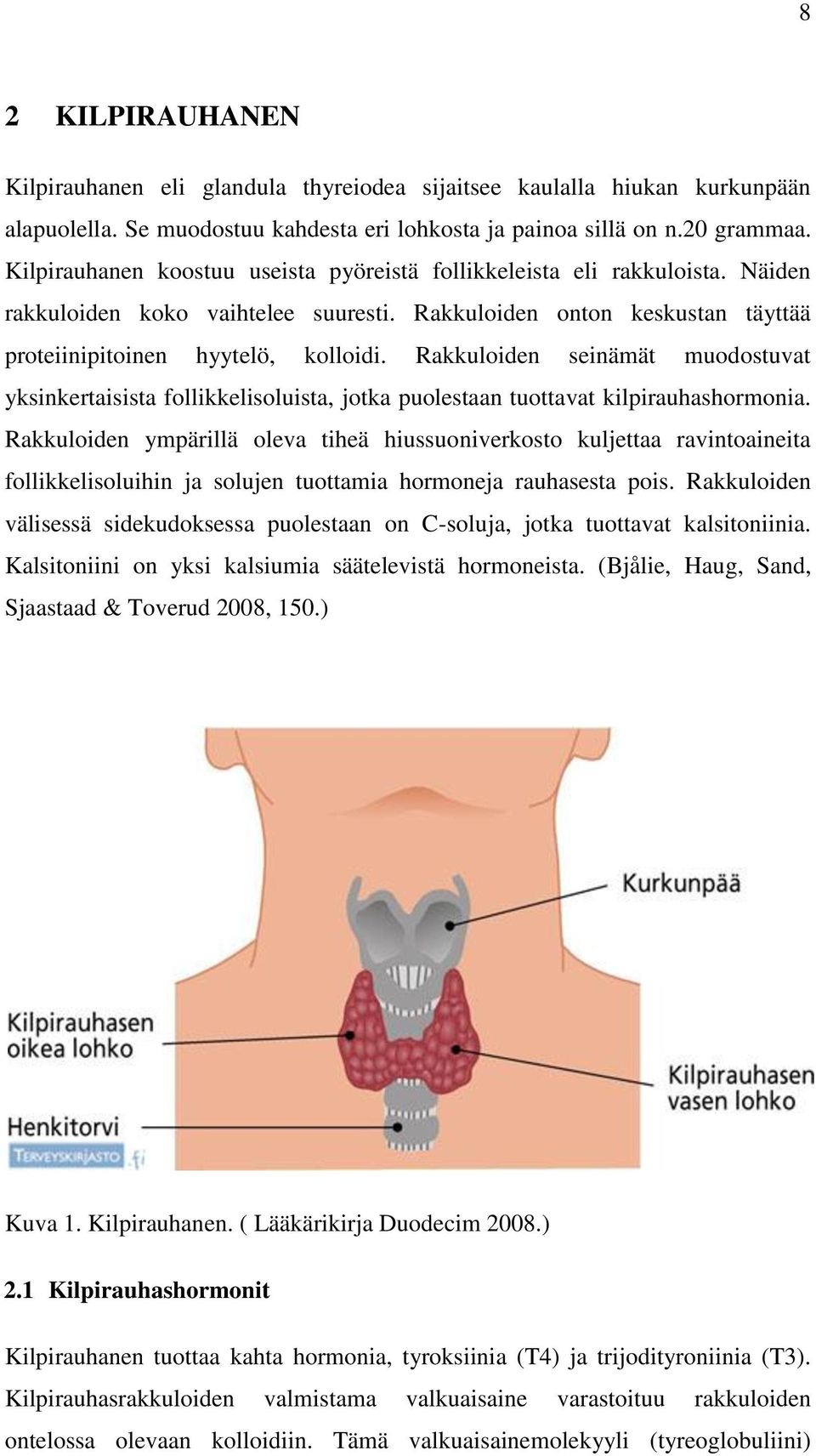 Rakkuloiden seinämät muodostuvat yksinkertaisista follikkelisoluista, jotka puolestaan tuottavat kilpirauhashormonia.