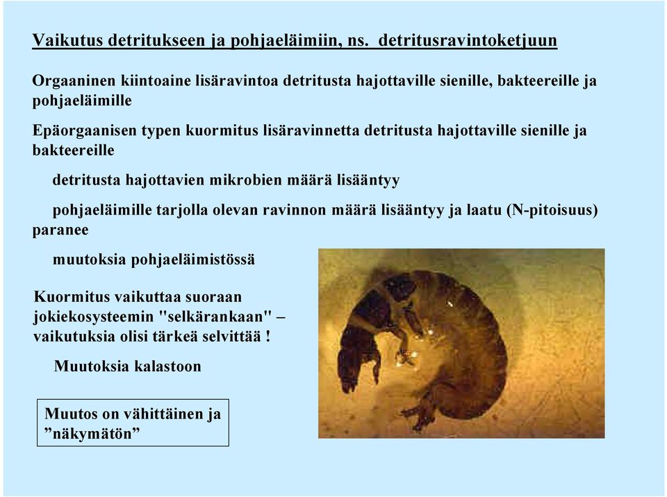 kuormitus lisäravinnetta detritusta hajottaville sienille ja bakteereille detritusta hajottavien mikrobien määrä lisääntyy pohjaeläimille