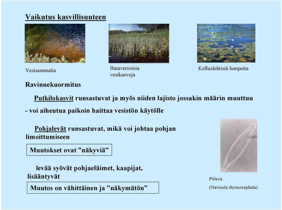 vesistön käytölle Pohjalevät runsastuvat, mikä voi johtaa pohjan limoittumiseen Muutokset ovat näkyviä