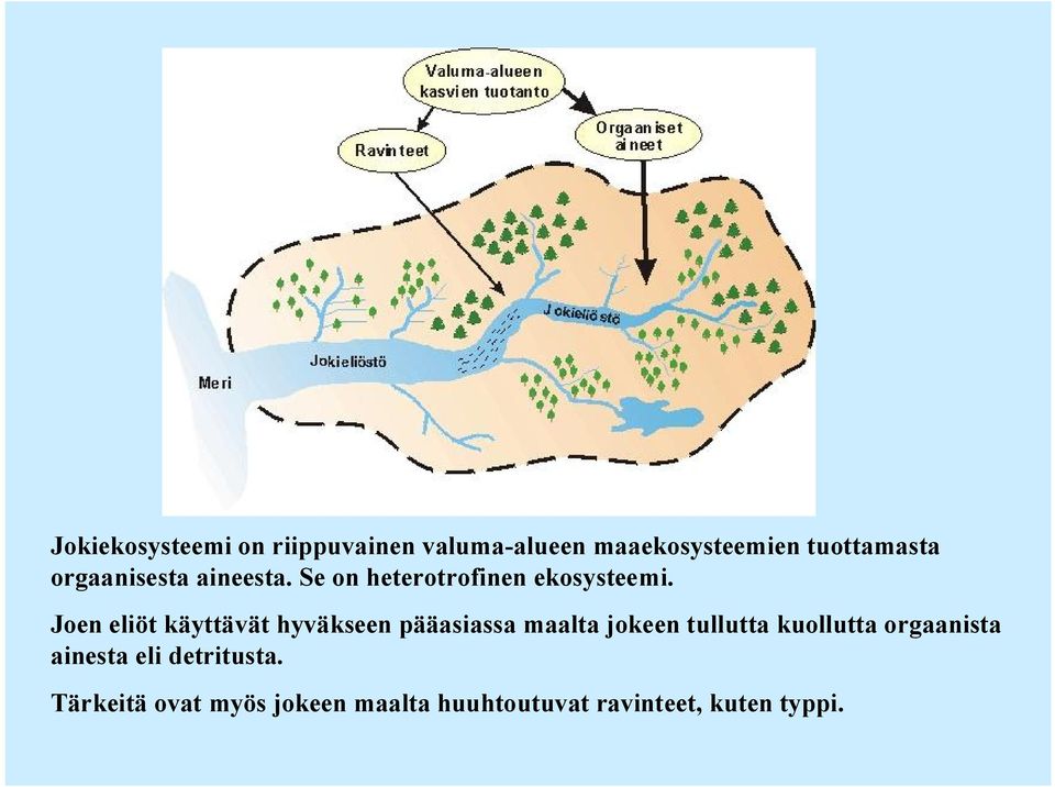 Joen eliöt käyttävät hyväkseen pääasiassa maalta jokeen tullutta kuollutta