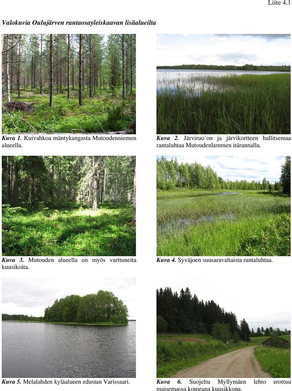 Järviruo on ja järvikortteen hallitsemaa rantaluhtaa Mutoudenlammen itärannalla. Kuva 3.