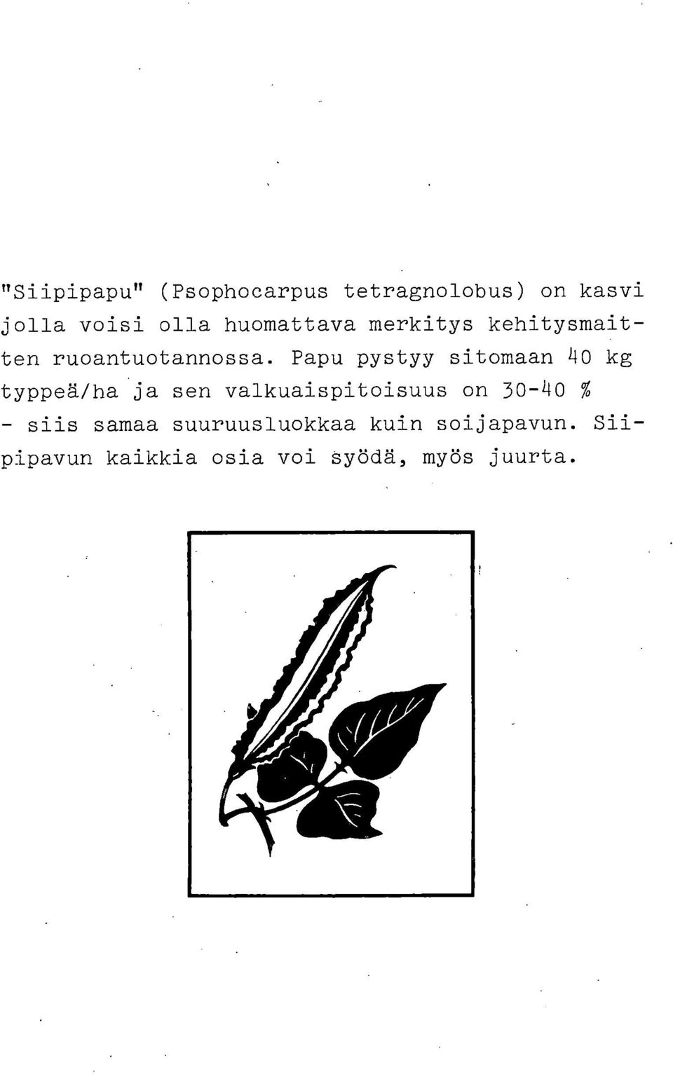 Papu pystyy sitomaan 40 kg typpeä/ha ja sen valkuaispitoisuus on 30-40