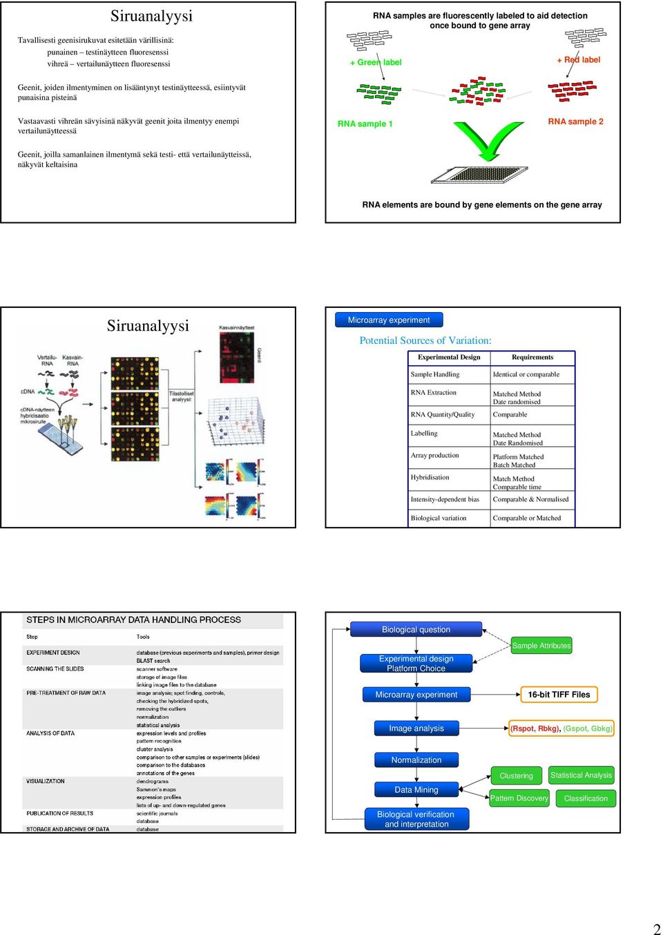 enempi vertailunäytteessä RNA sample 1 RNA sample 2 Geenit, joilla samanlainen ilmentymä sekä testi- että vertailunäytteissä, näkyvät keltaisina Slide RNA elements are bound by gene elements on the