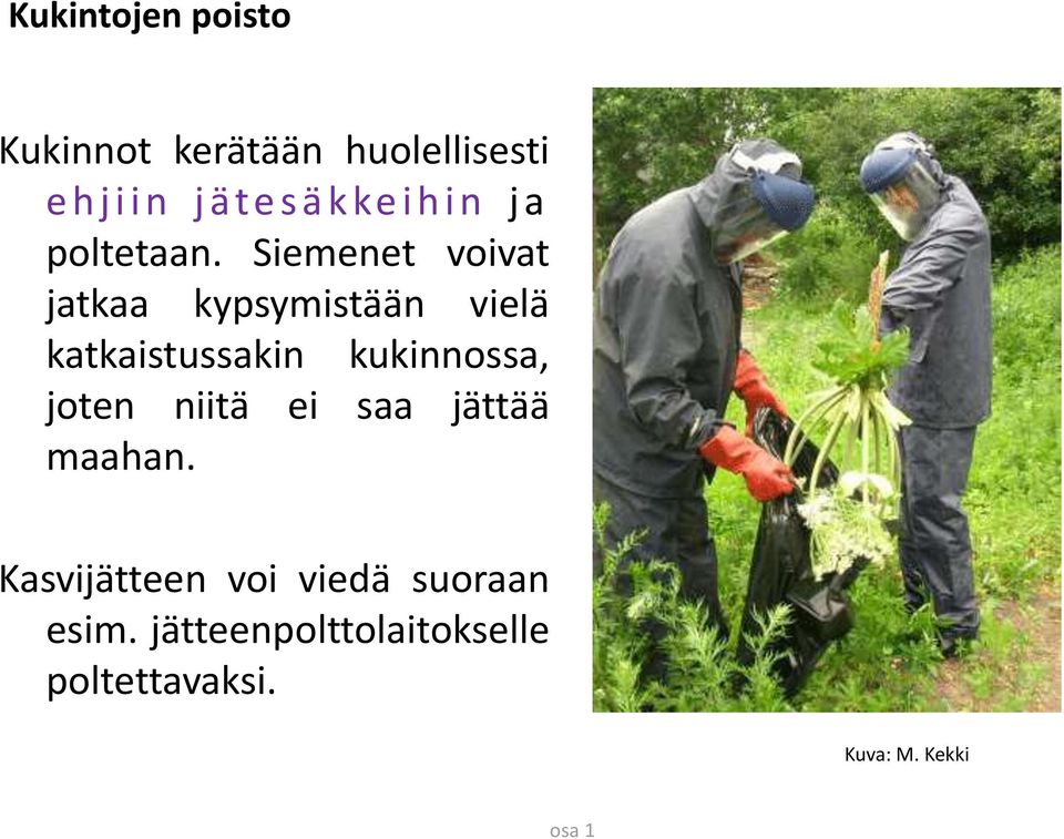 Siemenet voivat jatkaa kypsymistään vielä katkaistussakin kukinnossa,