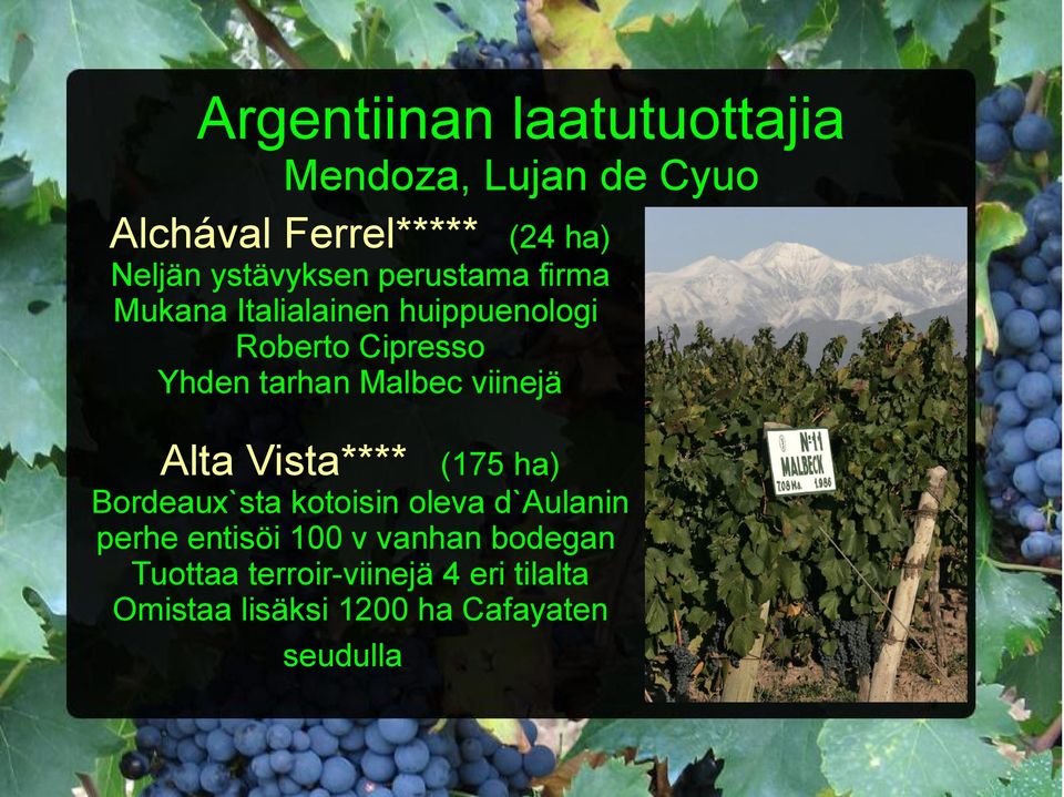 Malbec viinejä Alta Vista**** (175 ha) Bordeaux`sta kotoisin oleva d`aulanin perhe entisöi