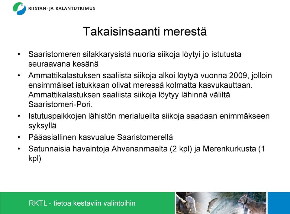 Ammattikalastuksen saaliista siikoja löytyy lähinnä väliltä Saaristomeri-Pori.