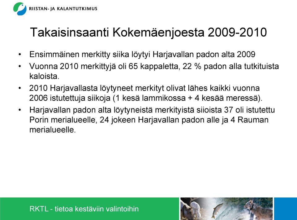 2010 Harjavallasta löytyneet merkityt olivat lähes kaikki vuonna 2006 istutettuja siikoja (1 kesä lammikossa + 4