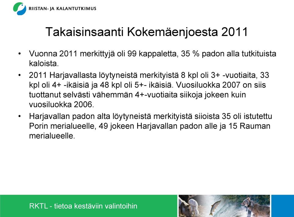 Vuosiluokka 2007 on siis tuottanut selvästi vähemmän 4+-vuotiaita siikoja jokeen kuin vuosiluokka 2006.