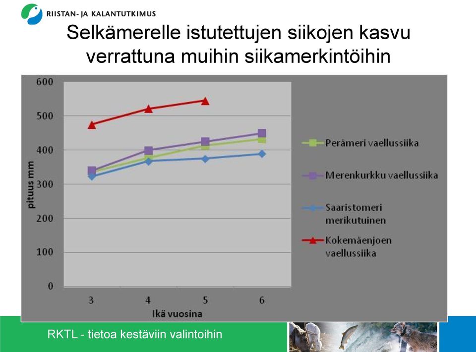 siikojen kasvu