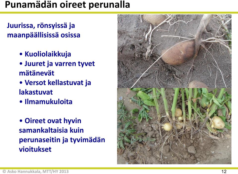 mätänevät Versot kellastuvat ja lakastuvat Ilmamukuloita