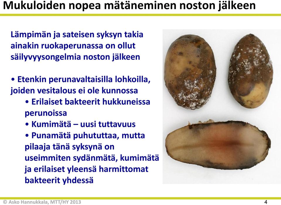 kunnossa Erilaiset bakteerit hukkuneissa perunoissa Kumimätä uusi tuttavuus Punamätä puhututtaa, mutta