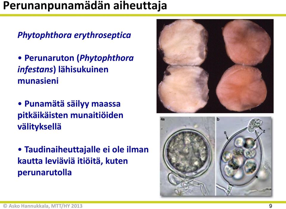 Punamätä säilyy maassa pitkäikäisten munaitiöiden välityksellä