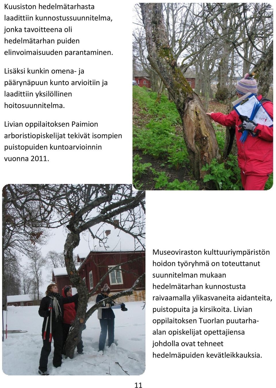 Livian oppilaitoksen Paimion arboristiopiskelijat tekivät isompien puistopuiden kuntoarvioinnin vuonna 2011.