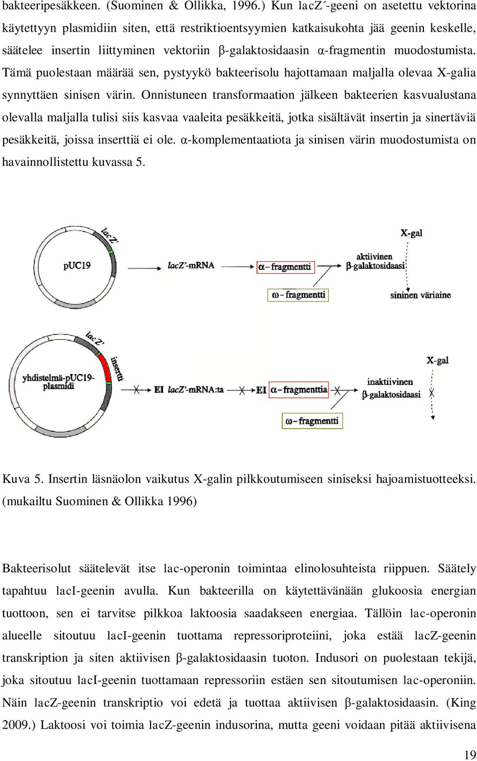 muodostumista. Tämä puolestaan määrää sen, pystyykö bakteerisolu hajottamaan maljalla olevaa X-galia synnyttäen sinisen värin.