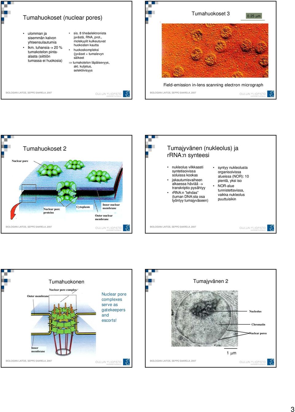 kuljetus, selektiivisyys Field-emission in-lens scanning electron micrograph Nuclear pore Tumahuokoset 2 Tumajyvänen (nukleolus) ja rrna:n synteesi Nuclear pore proteins Cytoplasm Inner nuclear Outer