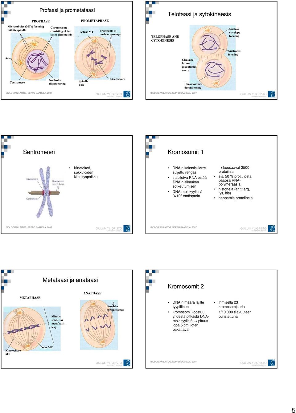 Kromosomit 1 Kinetokori, sukkuloiden kiinnityspaikka DNA:n kaksoiskierre suljettu rengas stabiloiva RNA estää DNA:n silmukan sotkeutumisen DNA-molekyylissä 3x10 6 emäsparia koodaavat 2500 proteiinia