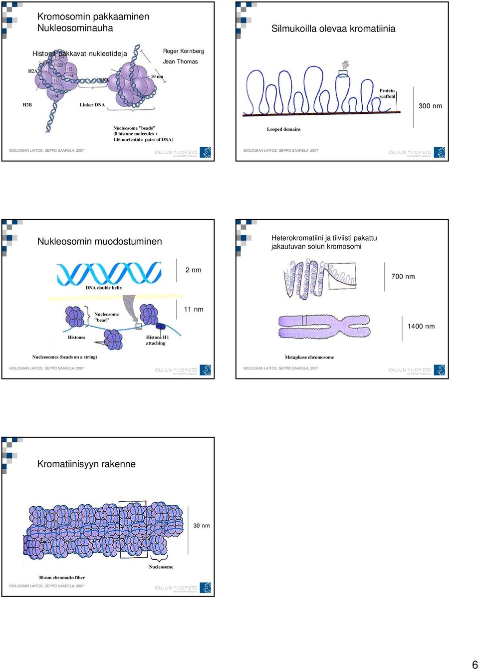 Nukleosomin muodostuminen Heterokromatiini ja tiiviisti pakattu jakautuvan solun kromosomi 2 nm 700 nm DNA double helix Nucleosome bead 11