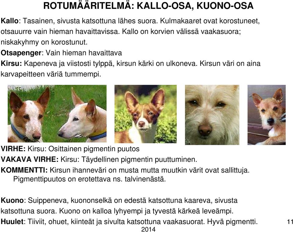 Kirsun väri on aina karvapeitteen väriä tummempi. VIRHE: Kirsu: Osittainen pigmentin puutos VAKAVA VIRHE: Kirsu: Täydellinen pigmentin puuttuminen.
