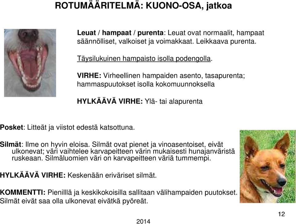 VIRHE: Virheellinen hampaiden asento, tasapurenta; hammaspuutokset isolla kokomuunnoksella HYLKÄÄVÄ VIRHE: Ylä- tai alapurenta Posket: Litteät ja viistot edestä katsottuna.