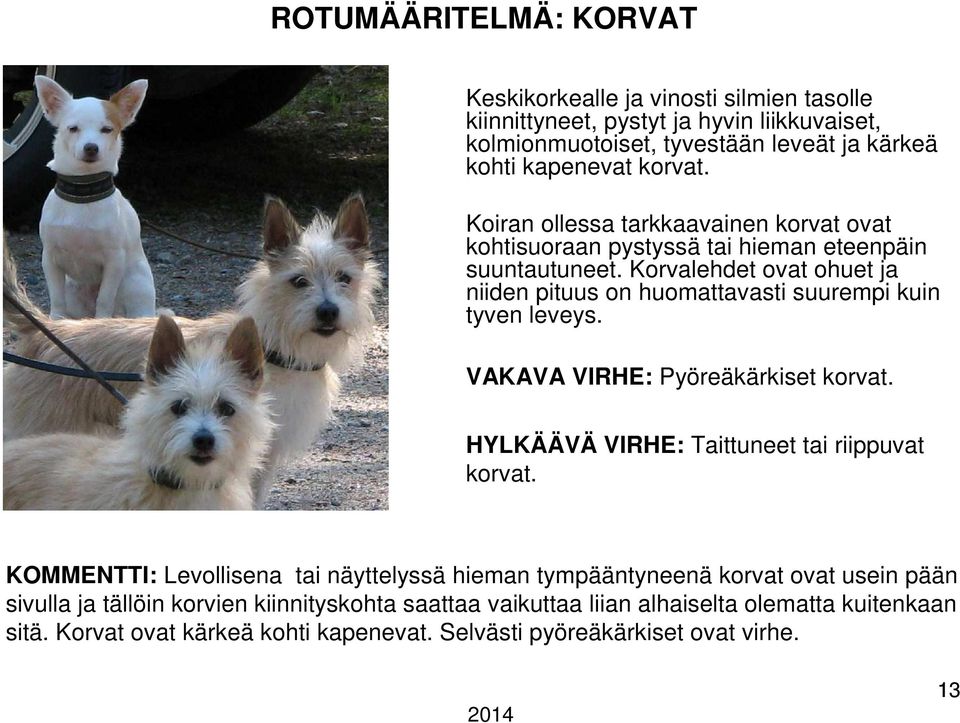 Korvalehdet ovat ohuet ja niiden pituus on huomattavasti suurempi kuin tyven leveys. VAKAVA VIRHE: Pyöreäkärkiset korvat. HYLKÄÄVÄ VIRHE: Taittuneet tai riippuvat korvat.