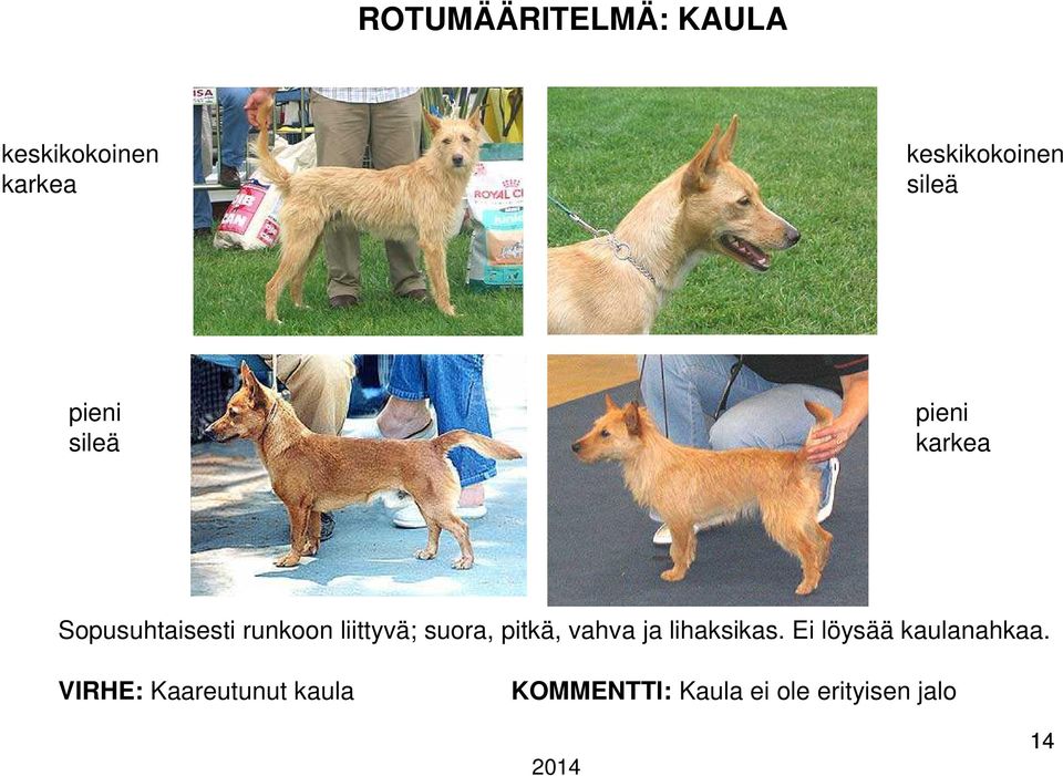 liittyvä; suora, pitkä, vahva ja lihaksikas.