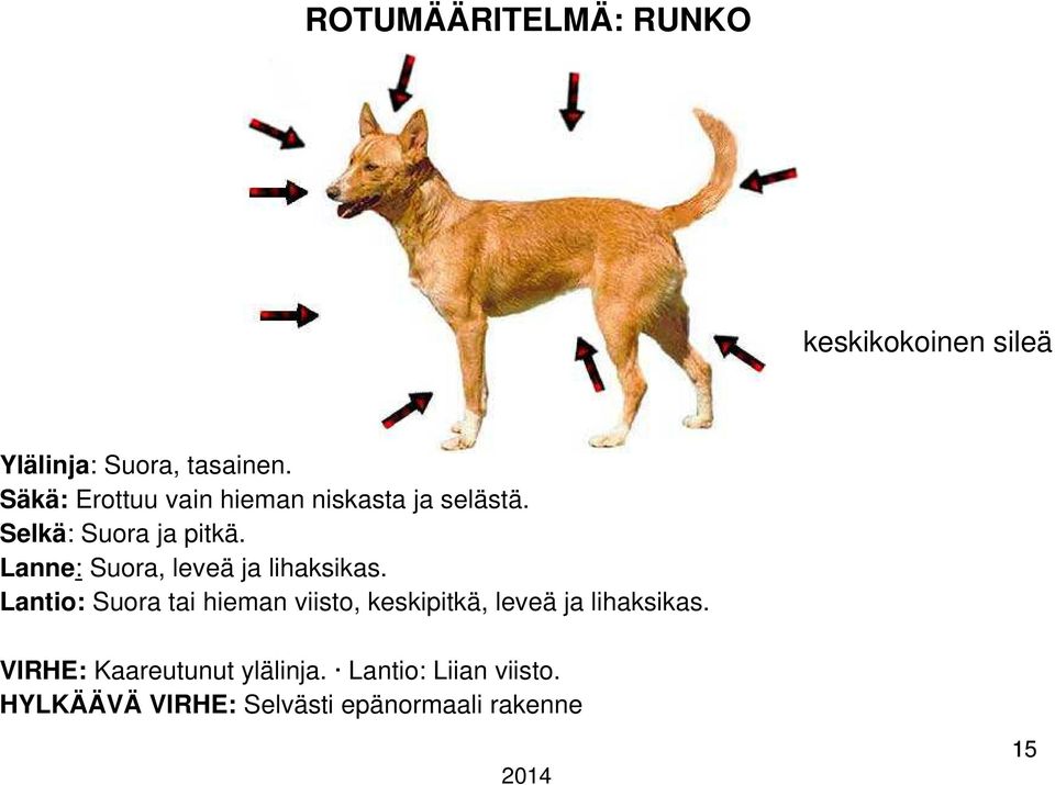 Lanne: Suora, leveä ja lihaksikas.