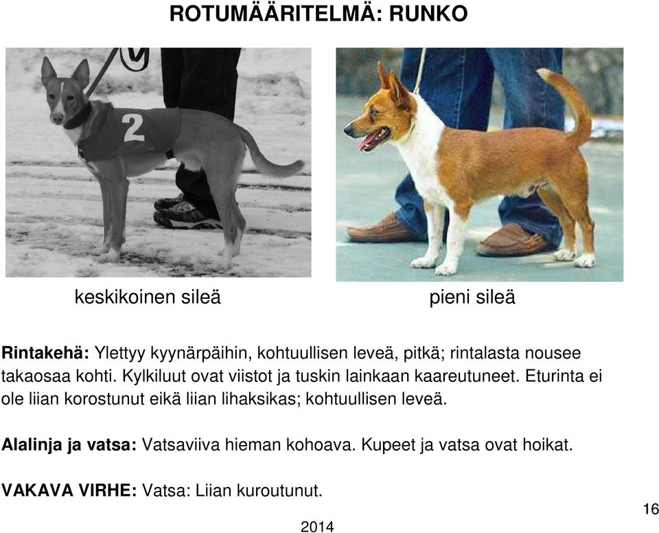 Kylkiluut ovat viistot ja tuskin lainkaan kaareutuneet.