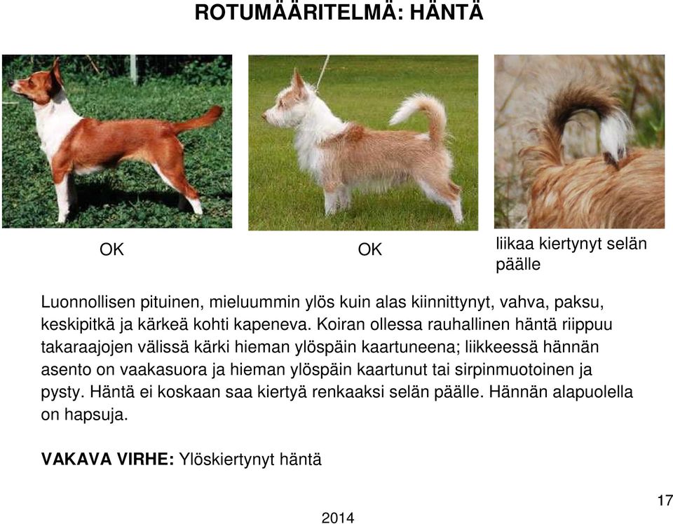 Koiran ollessa rauhallinen häntä riippuu takaraajojen välissä kärki hieman ylöspäin kaartuneena; liikkeessä hännän asento