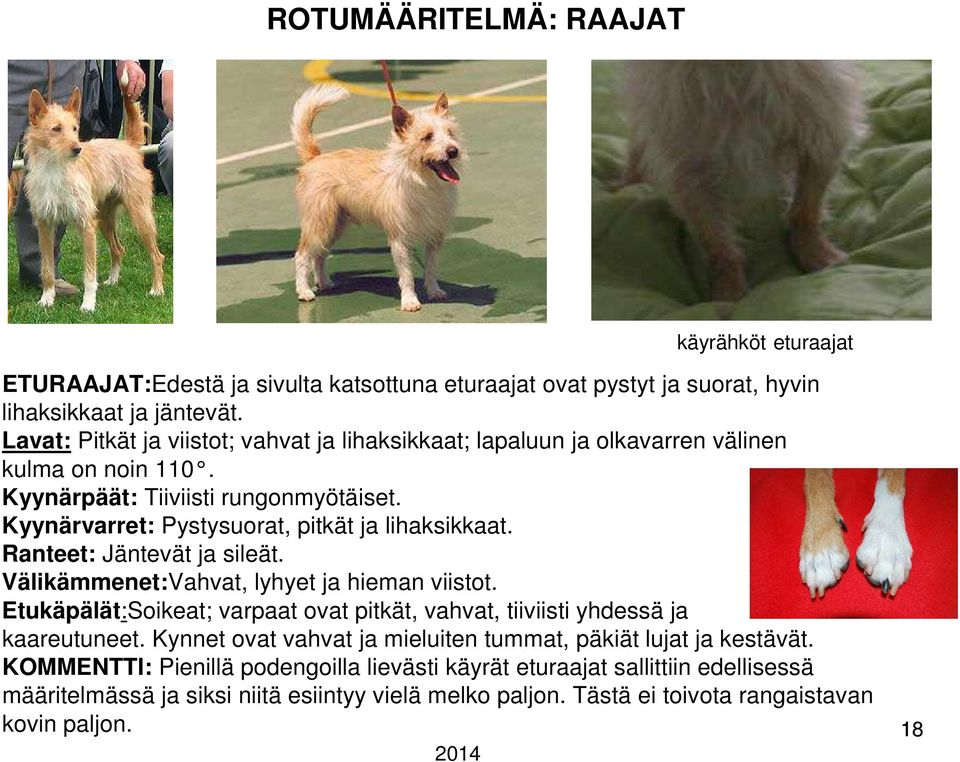 Kyynärvarret: Pystysuorat, pitkät ja lihaksikkaat. Ranteet: Jäntevät ja sileät. Välikämmenet:Vahvat, lyhyet ja hieman viistot.