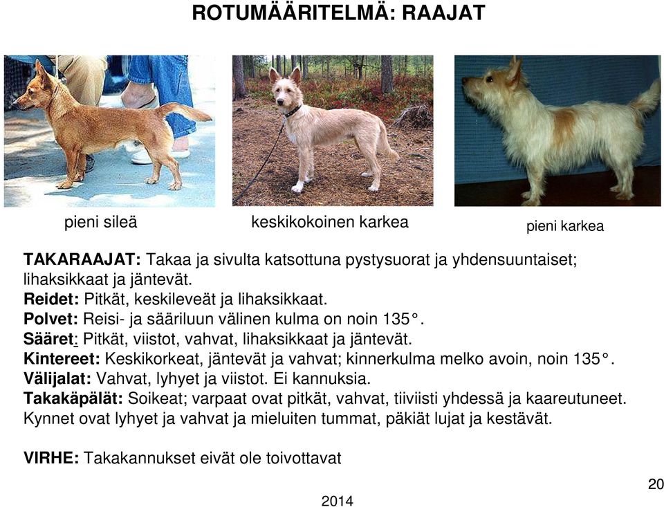 Kintereet: Keskikorkeat, jäntevät ja vahvat; kinnerkulma melko avoin, noin 135. Välijalat: Vahvat, lyhyet ja viistot. Ei kannuksia.