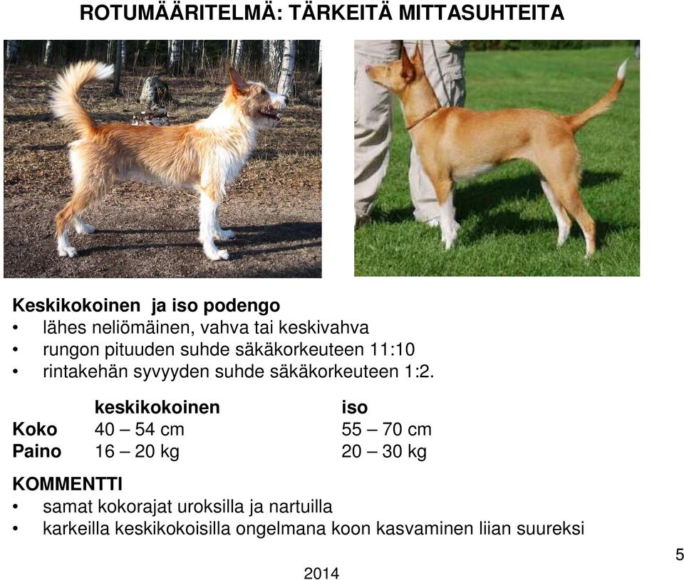 säkäkorkeuteen 1:2.