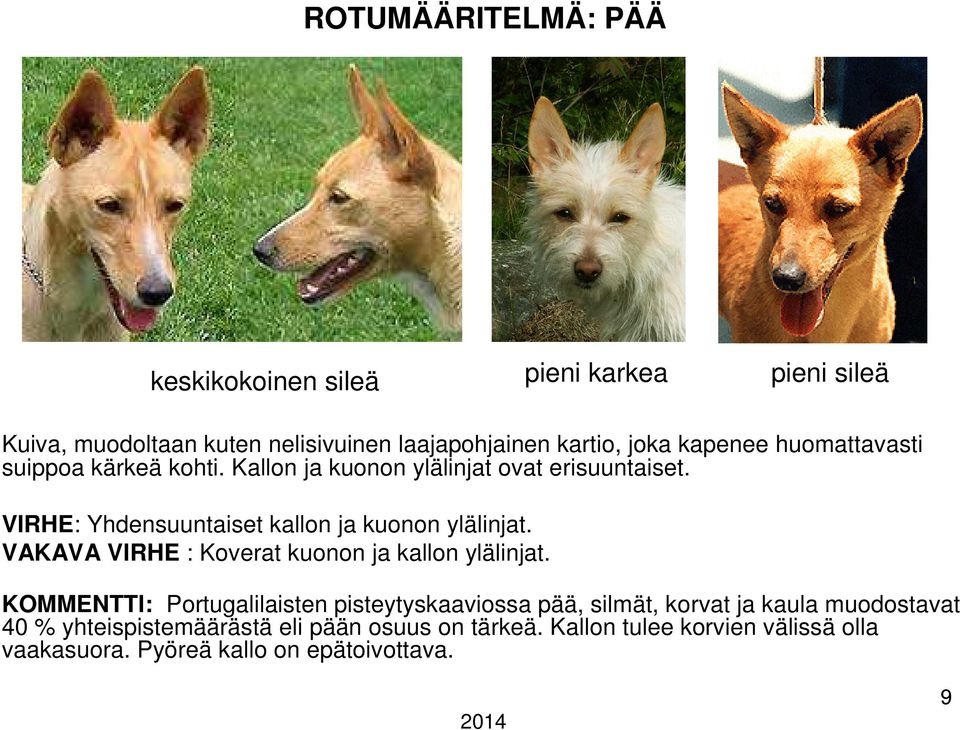 VIRHE: Yhdensuuntaiset kallon ja kuonon ylälinjat. VAKAVA VIRHE : Koverat kuonon ja kallon ylälinjat.